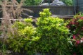 /album/fotogaleria-novinky/zivy-plot-014-jpg/